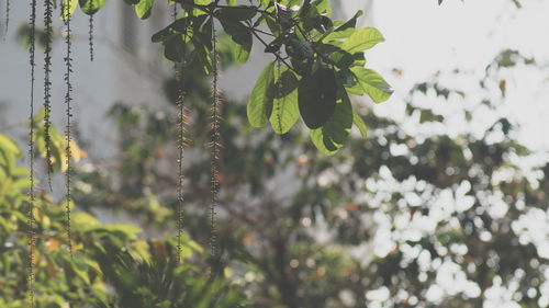 Close-up of fresh green plants