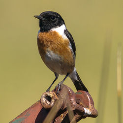 Close-up of bird perching on yellow wall