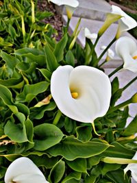 Close-up of white flower blooming outdoors