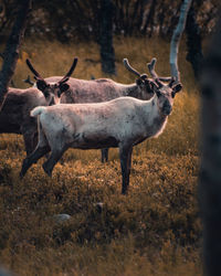 Deer standing on field