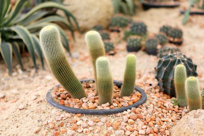 Close-up of cactus plant growing on field