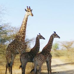 Giraffe against clear sky