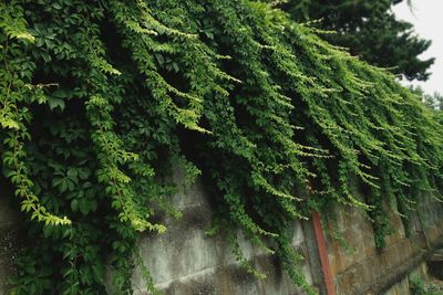 Close-up of ivy growing on tree