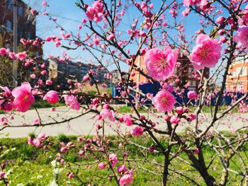 Close-up of pink cherry blossoms in spring