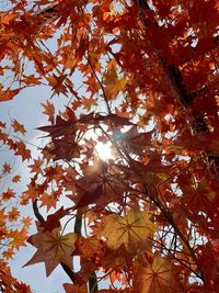 Low angle view of maple tree against sky