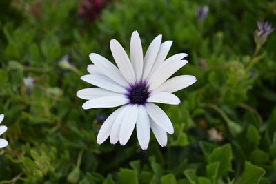 Close-up of purple flower blooming outdoors