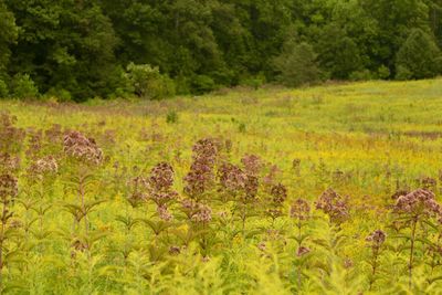 Scenic view of grassy field