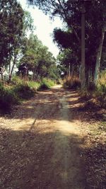 Dirt road amidst trees in forest