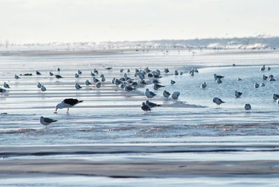 Birds flying over lake against sky