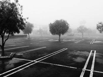 Trees in empty parking lot during foggy weather