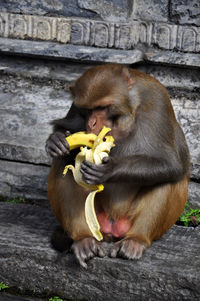 Full length of monkey eating banana at temple