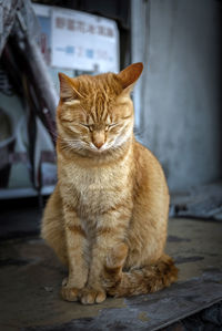 Cat sitting outdoors