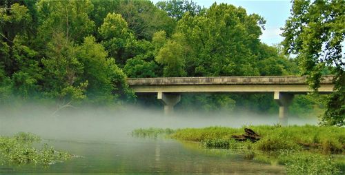 Bridge over lake in forest