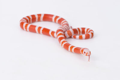 Close-up of snake against white background