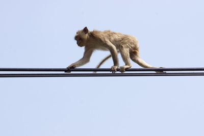 Low angle view of monkey against clear sky