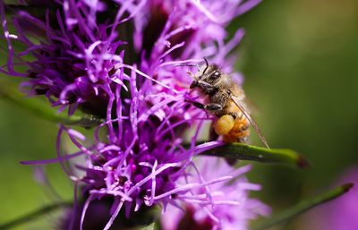 Close-up of insect on purple flower