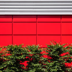 Full frame shot of red flowering plant against building