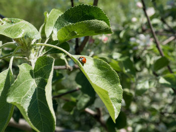 Close-up of insect on leaf