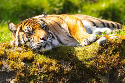 Close-up of tiger on field