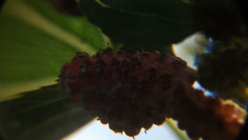 Close-up view of fruit