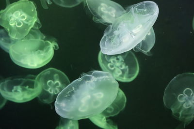 Jellyfish swimming in sea