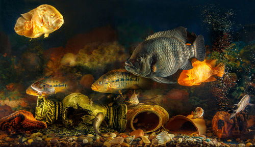 Dreamlike underwater world in an aquarium. large freshwater fish swim in the aquarium.