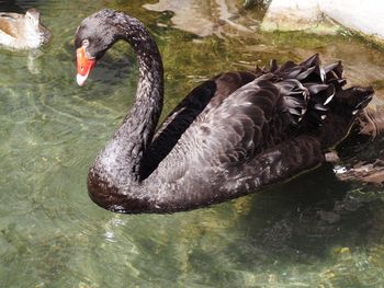 Swan swimming in lake