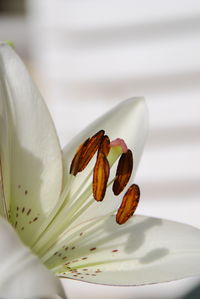 Close-up of white flower