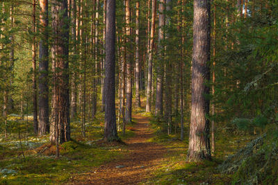 Pine trees in forest