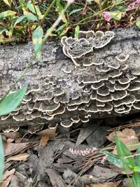 Close-up of mushroom growing on field