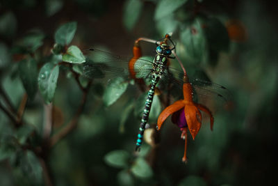 Close-up of insect on plant