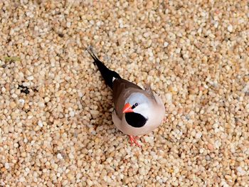 Close-up of fish underwater