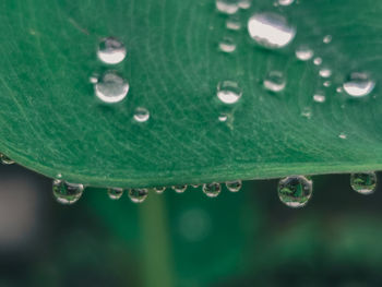 Close-up of raindrops on leaves