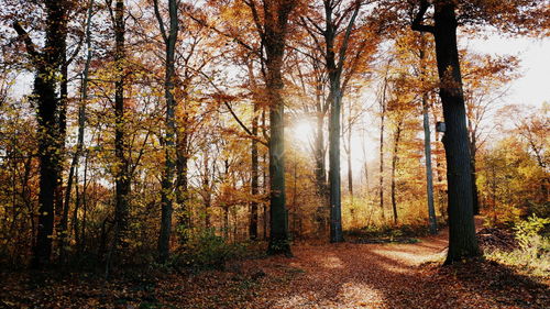 Trees in forest during autumn