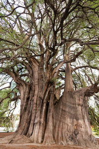 Close-up of bare tree