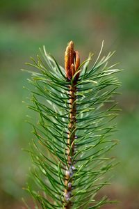 Close-up of pine cone on tree