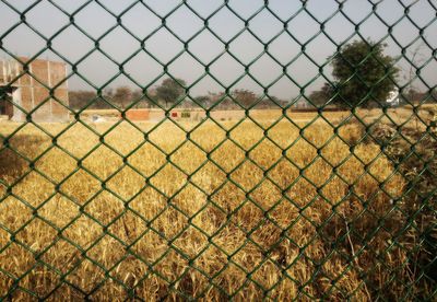 Chainlink fence on grassy field