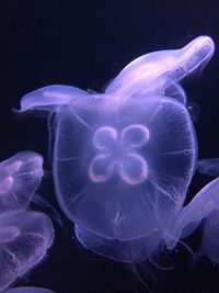 Close-up of jellyfish against black background