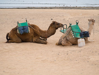 Camels relaxing on sand at beach