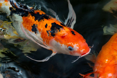 Close-up of koi fish in water