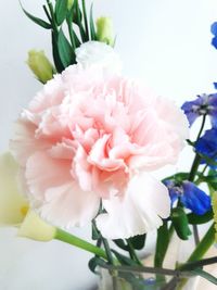 Close-up of pink rose