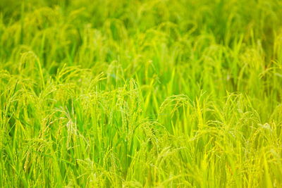 Full frame shot of plants growing in farm