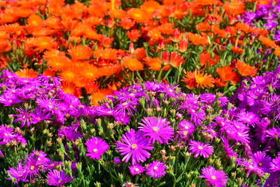 Full frame shot of purple flowering plants in field