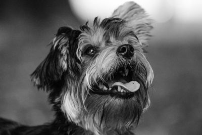 Close-up portrait of dog