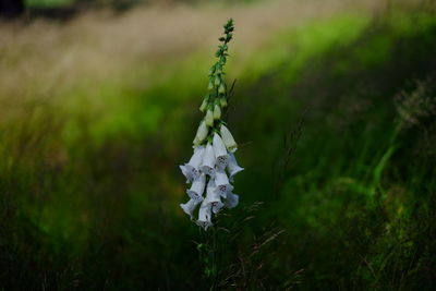 Close-up of white flowering plant on field