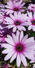 Close-up of pink flowers