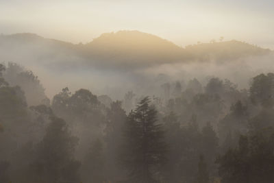 Scenic view of forest against sky at foggy weather