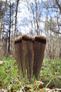 Close-up of plant on field against trees in forest