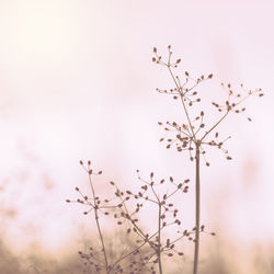 Close-up of wilted plant against sky