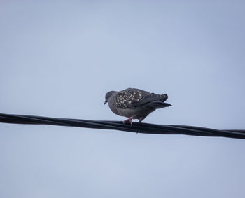 Low angle view of bird perching on cable against clear sky